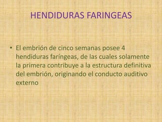 HENDIDURAS FARINGEAS
• El embrión de cinco semanas posee 4
hendiduras faríngeas, de las cuales solamente
la primera contribuye a la estructura definitiva
del embrión, originando el conducto auditivo
externo
 
