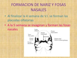 FORMACION DE NARIZ Y FOSAS
NASALES
• Al finalizar la 4 semana de V.I. se forman las
placodas olfatorias
• A la 5 semana se invaginan y forman las fosas
nasales
 