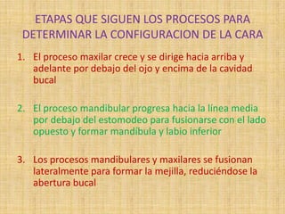 ETAPAS QUE SIGUEN LOS PROCESOS PARA
DETERMINAR LA CONFIGURACION DE LA CARA
1. El proceso maxilar crece y se dirige hacia arriba y
adelante por debajo del ojo y encima de la cavidad
bucal
2. El proceso mandibular progresa hacia la línea media
por debajo del estomodeo para fusionarse con el lado
opuesto y formar mandíbula y labio inferior
3. Los procesos mandibulares y maxilares se fusionan
lateralmente para formar la mejilla, reduciéndose la
abertura bucal
 