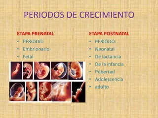 PERIODOS DE CRECIMIENTO
ETAPA PRENATAL
• PERIODO:
• Embrionario
• Fetal
ETAPA POSTNATAL
• PERIODO:
• Neonatal
• De lactancia
• De la infancia
• Pubertad
• Adolescencia
• adulto
 