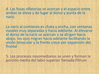 4. Las fosas olfatorias se acercan y el espacio entre
ambas se eleva y da lugar al dorso y punta de la
nariz.
La nariz al comienzo es chata y ancha, con ventanas
nasales muy separadas y hacia adelante. Al elevarse
el dorso de la nariz se acercan y se dirigen hacia
abajo, los ojos migran hacia adelante facilitando la
visión binocular y la frente crece por expansión del
frontal
5. Los procesos nasomedianos se unen y forman la
porción media del labio superior llamada filtrum
 