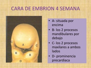 CARA DE EMBRION 4 SEMANA
• A- situada por
encima
• B- los 2 procesos
mandibulares por
debajo
• C- los 2 procesos
maxilares a ambos
lados
• D- prominencia
precardiaca
 