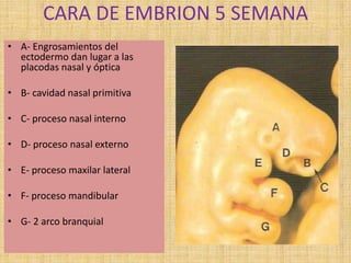 CARA DE EMBRION 5 SEMANA
• A- Engrosamientos del
ectodermo dan lugar a las
placodas nasal y óptica
• B- cavidad nasal primitiva
• C- proceso nasal interno
• D- proceso nasal externo
• E- proceso maxilar lateral
• F- proceso mandibular
• G- 2 arco branquial
 