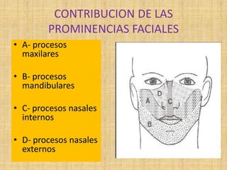 CONTRIBUCION DE LAS
PROMINENCIAS FACIALES
• A- procesos
maxilares
• B- procesos
mandibulares
• C- procesos nasales
internos
• D- procesos nasales
externos
 