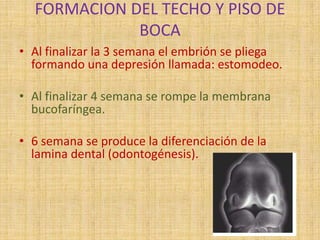 FORMACION DEL TECHO Y PISO DE
BOCA
• Al finalizar la 3 semana el embrión se pliega
formando una depresión llamada: estomodeo.
• Al finalizar 4 semana se rompe la membrana
bucofaríngea.
• 6 semana se produce la diferenciación de la
lamina dental (odontogénesis).
 