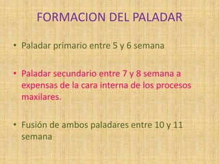 FORMACION DEL PALADAR
• Paladar primario entre 5 y 6 semana
• Paladar secundario entre 7 y 8 semana a
expensas de la cara interna de los procesos
maxilares.
• Fusión de ambos paladares entre 10 y 11
semana
 
