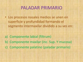 PALADAR PRIMARIO
• Los procesos nasales medios se unen en
superficie y profundidad formando el
segmento intermaxilar dividido a su ves en:
a) Componente labial (filtrum)
b) Componente maxilar (inc. Sup. Y mucosa)
c) Componente palatino (paladar primario)
 