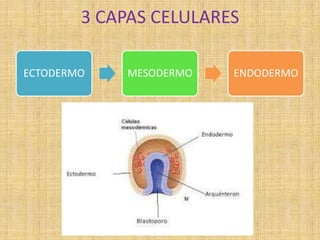 3 CAPAS CELULARES
ECTODERMO MESODERMO ENDODERMO
 