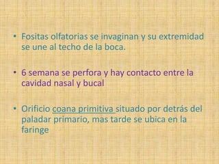 • Fositas olfatorias se invaginan y su extremidad
se une al techo de la boca.
• 6 semana se perfora y hay contacto entre la
cavidad nasal y bucal
• Orificio coana primitiva situado por detrás del
paladar primario, mas tarde se ubica en la
faringe
 