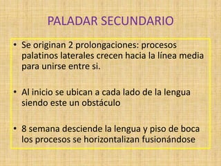 PALADAR SECUNDARIO
• Se originan 2 prolongaciones: procesos
palatinos laterales crecen hacia la línea media
para unirse entre si.
• Al inicio se ubican a cada lado de la lengua
siendo este un obstáculo
• 8 semana desciende la lengua y piso de boca
los procesos se horizontalizan fusionándose
 