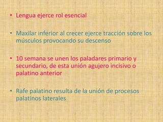 • Lengua ejerce rol esencial
• Maxilar inferior al crecer ejerce tracción sobre los
músculos provocando su descenso
• 10 semana se unen los paladares primario y
secundario, de esta unión agujero incisivo o
palatino anterior
• Rafe palatino resulta de la unión de procesos
palatinos laterales
 