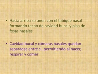 • Hacia arriba se unen con el tabique nasal
formando techo de cavidad bucal y piso de
fosas nasales
• Cavidad bucal y cámaras nasales quedan
separadas entre si, permitiendo al nacer,
respirar y comer
 