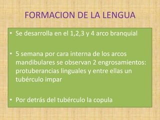 FORMACION DE LA LENGUA
• Se desarrolla en el 1,2,3 y 4 arco branquial
• 5 semana por cara interna de los arcos
mandibulares se observan 2 engrosamientos:
protuberancias linguales y entre ellas un
tubérculo impar
• Por detrás del tubérculo la copula
 