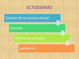 ECTODERMO
Epitelio de la mucosa bucal
Esmalte
Glándulas salivales
epidermis
 