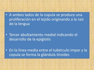 • A ambos lados de la copula se produce una
proliferación en el tejido originando a la raíz
de la lengua
• Tercer abultamiento medial indicando el
desarrollo de la epiglotis
• En la línea media entre el tubérculo impar y la
copula se forma la glándula tiroides
 