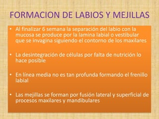 FORMACION DE LABIOS Y MEJILLAS
• Al finalizar 6 semana la separación del labio con la
mucosa se produce por la lamina labial o vestibular
que se invagina siguiendo el contorno de los maxilares
• La desintegración de células por falta de nutrición lo
hace posible
• En línea media no es tan profunda formando el frenillo
labial
• Las mejillas se forman por fusión lateral y superficial de
procesos maxilares y mandibulares
 