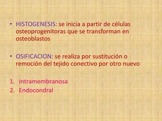 • HISTOGENESIS: se inicia a partir de células
osteoprogenitoras que se transforman en
osteoblastos
• OSIFICACION: se realiza por sustitución o
remoción del tejido conectivo por otro nuevo
1. Intramembranosa
2. Endocondral
 