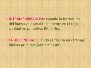 • INTRAMEMBRANOSA: cuando la formación
del hueso va a ser directamente en el tejido
conjuntivo primitivo. (Max. Sup.)
• ENDOCONDRAL: cuando se realiza en cartílago
hialino primitivo (rama max inf)
 