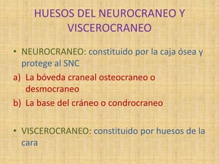 HUESOS DEL NEUROCRANEO Y
VISCEROCRANEO
• NEUROCRANEO: constituido por la caja ósea y
protege al SNC
a) La bóveda craneal osteocraneo o
desmocraneo
b) La base del cráneo o condrocraneo
• VISCEROCRANEO: constituido por huesos de la
cara
 