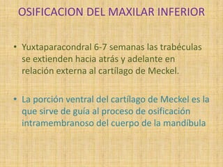 OSIFICACION DEL MAXILAR INFERIOR
• Yuxtaparacondral 6-7 semanas las trabéculas
se extienden hacia atrás y adelante en
relación externa al cartílago de Meckel.
• La porción ventral del cartílago de Meckel es la
que sirve de guía al proceso de osificación
intramembranoso del cuerpo de la mandíbula
 