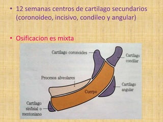 • 12 semanas centros de cartilago secundarios
(coronoideo, incisivo, condileo y angular)
• Osificacion es mixta
 