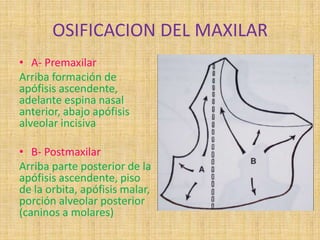 OSIFICACION DEL MAXILAR
• A- Premaxilar
Arriba formación de
apófisis ascendente,
adelante espina nasal
anterior, abajo apófisis
alveolar incisiva
• B- Postmaxilar
Arriba parte posterior de la
apófisis ascendente, piso
de la orbita, apófisis malar,
porción alveolar posterior
(caninos a molares)
 
