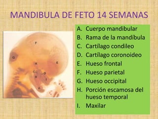 MANDIBULA DE FETO 14 SEMANAS
A. Cuerpo mandibular
B. Rama de la mandíbula
C. Cartílago condileo
D. Cartílago coronoideo
E. Hueso frontal
F. Hueso parietal
G. Hueso occipital
H. Porción escamosa del
hueso temporal
I. Maxilar
 
