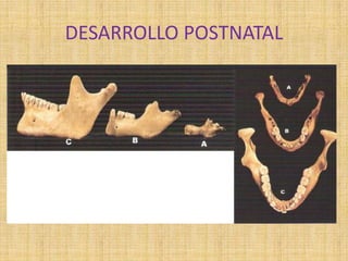 DESARROLLO POSTNATAL
 