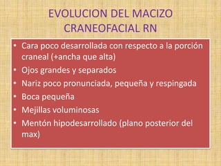 EVOLUCION DEL MACIZO
CRANEOFACIAL RN
• Cara poco desarrollada con respecto a la porción
craneal (+ancha que alta)
• Ojos grandes y separados
• Nariz poco pronunciada, pequeña y respingada
• Boca pequeña
• Mejillas voluminosas
• Mentón hipodesarrollado (plano posterior del
max)
 