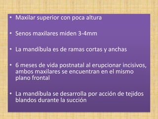 • Maxilar superior con poca altura
• Senos maxilares miden 3-4mm
• La mandíbula es de ramas cortas y anchas
• 6 meses de vida postnatal al erupcionar incisivos,
ambos maxilares se encuentran en el mismo
plano frontal
• La mandíbula se desarrolla por acción de tejidos
blandos durante la succión
 
