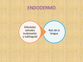 ENDODERMO
Raíz de la
lengua
Glándulas
salivales
(submaxilar
y sublingual)
 