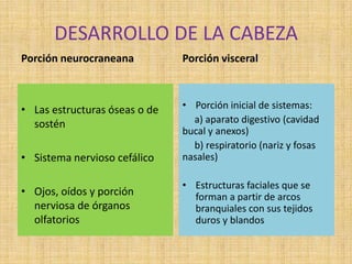 DESARROLLO DE LA CABEZA
Porción neurocraneana
• Las estructuras óseas o de
sostén
• Sistema nervioso cefálico
• Ojos, oídos y porción
nerviosa de órganos
olfatorios
Porción visceral
• Porción inicial de sistemas:
a) aparato digestivo (cavidad
bucal y anexos)
b) respiratorio (nariz y fosas
nasales)
• Estructuras faciales que se
forman a partir de arcos
branquiales con sus tejidos
duros y blandos
 