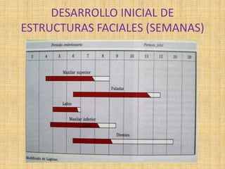 DESARROLLO INICIAL DE
ESTRUCTURAS FACIALES (SEMANAS)
 