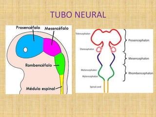 TUBO NEURAL
 