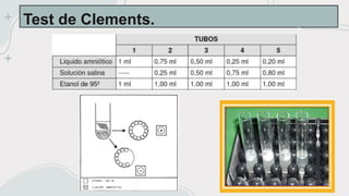 Crecimiento y fisio del feto. periodo embrionario y fetal | PPTX