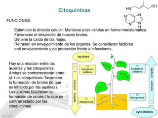 Citoquininas
FUNCIONES:

    Estimulan la división celular. Mantiene a las células en forma meristemática.
    Favorecen el desarrollo de nuevos brotes.
    Detiene la caída de las hojas.
    Retrasan en envejecimiento de los órganos. Se consideran factores
    anti envejecimiento y de protección frente a infecciones.


 Hay una relación entre las
 auxinas y las citoquininas.
 Ambas se contrarrestarán entre
 sí. Las citoquininas: favorecen
 la formación de brotes (lo que
 es inhibido por las auxinas).
 Las auxinas favorecen la
 formación de raíces ( lo que es
 contrarrestado por las
 citoquininas)
 