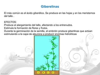 Giberelinas
El más común es el ácido giberélico. Se produce en las hojas y en los meristemos
del tallo .

EFECTOS:
Produce el alargamiento del tallo, afectando a los entrenudos.
Estimula la formación de flores y frutos.
Durante la germinación de la semilla, el embrión produce giberilinas que actúan
estimulando a la capa de aleurona a producir enzimas hidrolíticas
 