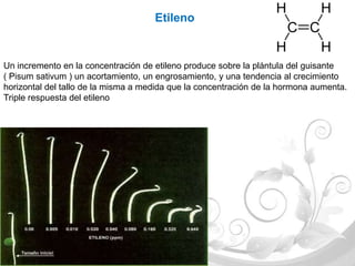Etileno


Un incremento en la concentración de etileno produce sobre la plántula del guisante
( Pisum sativum ) un acortamiento, un engrosamiento, y una tendencia al crecimiento
horizontal del tallo de la misma a medida que la concentración de la hormona aumenta.
Triple respuesta del etileno
 