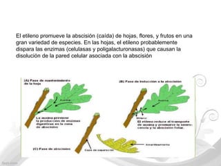 El etileno promueve la abscisión (caída) de hojas, flores, y frutos en una
gran variedad de especies. En las hojas, el etileno probablemente
dispara las enzimas (celulasas y poligalacturonasas) que causan la
disolución de la pared celular asociada con la abscisión
 