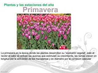 Plantas y las estaciones del año




La primavera es la época donde las plantas desarrollan su “explosión vegetal”, esto al
recibir el calor se activan las auxinas que estimulan su crecimiento, las ramas crecen en
longitud por la activación de los meristemos y en diámetro por el cambium vascular
 