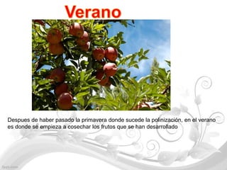 Despues de haber pasado la primavera donde sucede la polinización, en el verano
es donde se empieza a cosechar los frutos que se han desarrollado
 