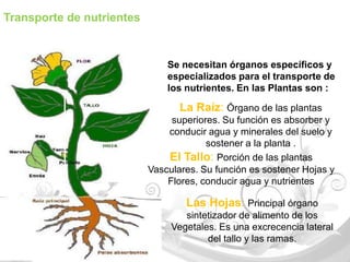 Transporte de nutrientes



                               Se necesitan órganos específicos y
                               especializados para el transporte de
                               los nutrientes. En las Plantas son :

                                  La Raíz: Órgano de las plantas
                                superiores. Su función es absorber y
                               conducir agua y minerales del suelo y
                                        sostener a la planta .
                               El Tallo: Porción de las plantas
                           Vasculares. Su función es sostener Hojas y
                               Flores, conducir agua y nutrientes

                                   Las Hojas: Principal órgano
                                   sintetizador de alimento de los
                                Vegetales. Es una excrecencia lateral
                                        del tallo y las ramas.
 