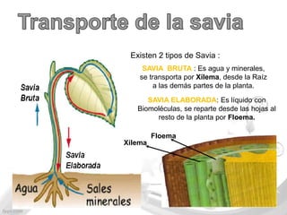 Existen 2 tipos de Savia :
     SAVIA BRUTA : Es agua y minerales,
    se transporta por Xilema, desde la Raíz
         a las demás partes de la planta.

      SAVIA ELABORADA: Es líquido con
   Biomoléculas, se reparte desde las hojas al
        resto de la planta por Floema.

         Floema
Xilema
 