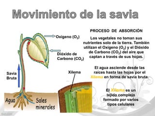 PROCESO DE ABSORCIÓN
        Oxígeno (O2)      Los vegetales no toman sus
                    nutrientes solo de la tierra. También
                     utilizan el Oxígeno (O2) y el Dióxido
        Dióxido de      de Carbono (CO2) del aire que
        Carbono (CO2) captan a través de sus hojas.

                            El agua asciende desde las
Savia         Xilema        raíces hasta las hojas por el
Bruta                     Xilema en forma de savia bruta.


                                   El Xilema es un
                                   tejido complejo
                                 formado por varios
                                    tipos celulares
 