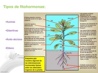 Tipos de fitohormonas:


 •Auxinas


 •Giberilinas


 •Ácido abcísico


 •Etileno
 