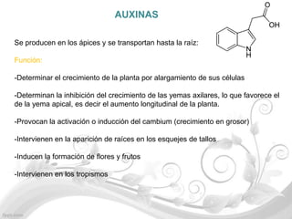 AUXINAS

Se producen en los ápices y se transportan hasta la raíz:

Función:

-Determinar el crecimiento de la planta por alargamiento de sus células

-Determinan la inhibición del crecimiento de las yemas axilares, lo que favorece el
de la yema apical, es decir el aumento longitudinal de la planta.

-Provocan la activación o inducción del cambium (crecimiento en grosor)

-Intervienen en la aparición de raíces en los esquejes de tallos

-Inducen la formación de flores y frutos

-Intervienen en los tropismos
 