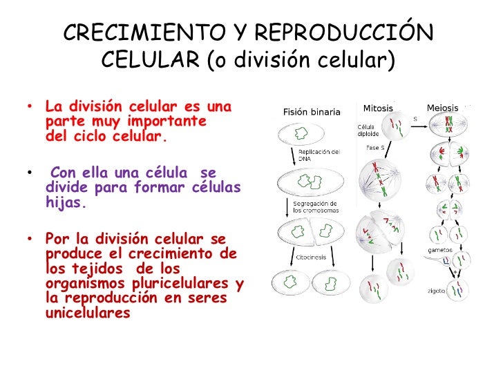 Fases Del Crecimiento De Un Organismo Con La Reproducción Celular Compartir Celular
