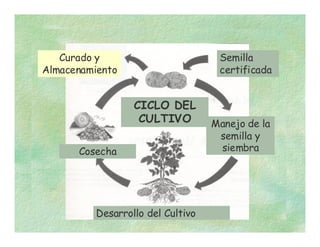 CICLO DEL
CULTIVO
Semilla
certificada
Manejo de la
semilla y
siembra
Desarrollo del Cultivo
Cosecha
Curado y
Almacenamiento
 