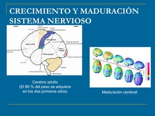 CRECIMIENTO Y MADURACIÓN 
SISTEMA NERVIOSO 
Cerebro adulto 
(El 80 % del peso se adquiere 
en los dos primeros años) Maduración cerebral 
 