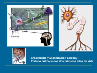Crecimiento y Mielinización cerebral: 
Periodo crítico en los dos primeros años de vida 
 